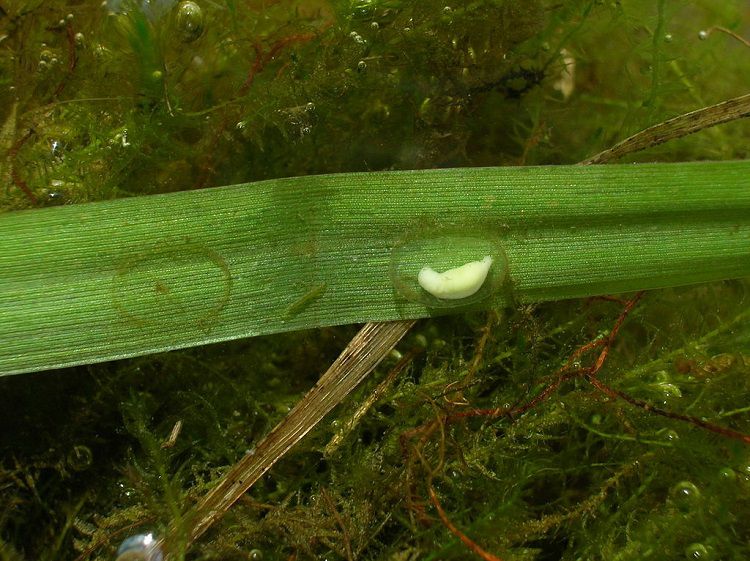 Developing Egg of Northern Crested Newt
