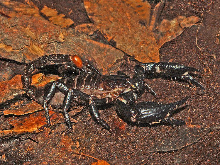 Malaysian Black Scorpion