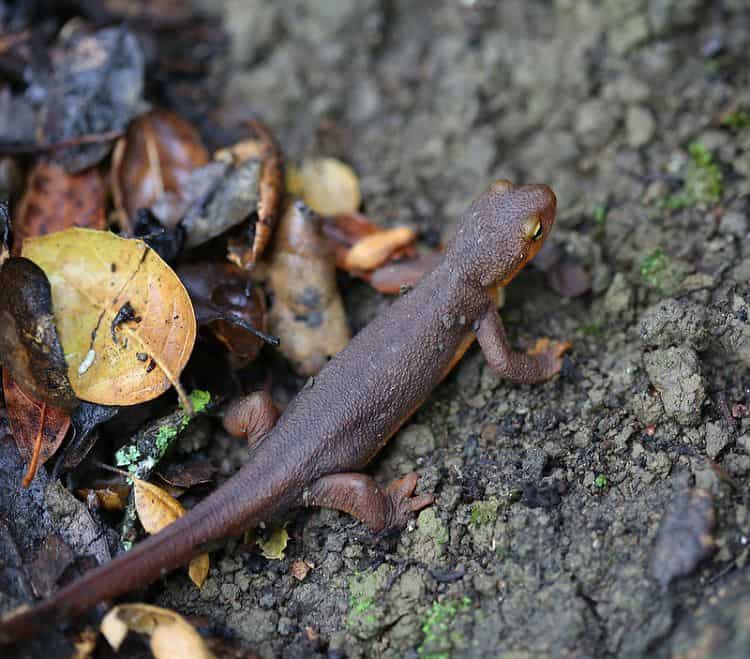 Rough-Skinned Newt