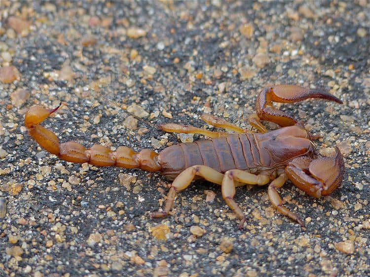 Shiny Burrow Scorpion